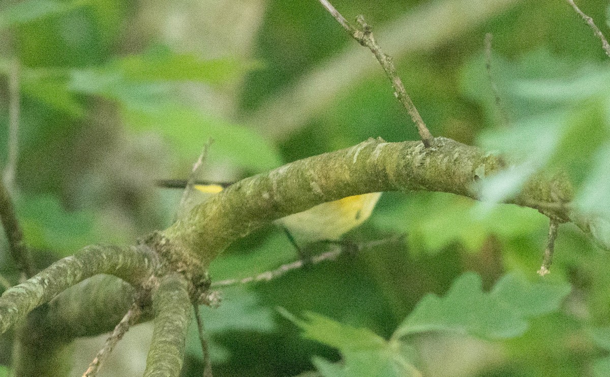 Rotschwanz-Waldsänger - ML341520791