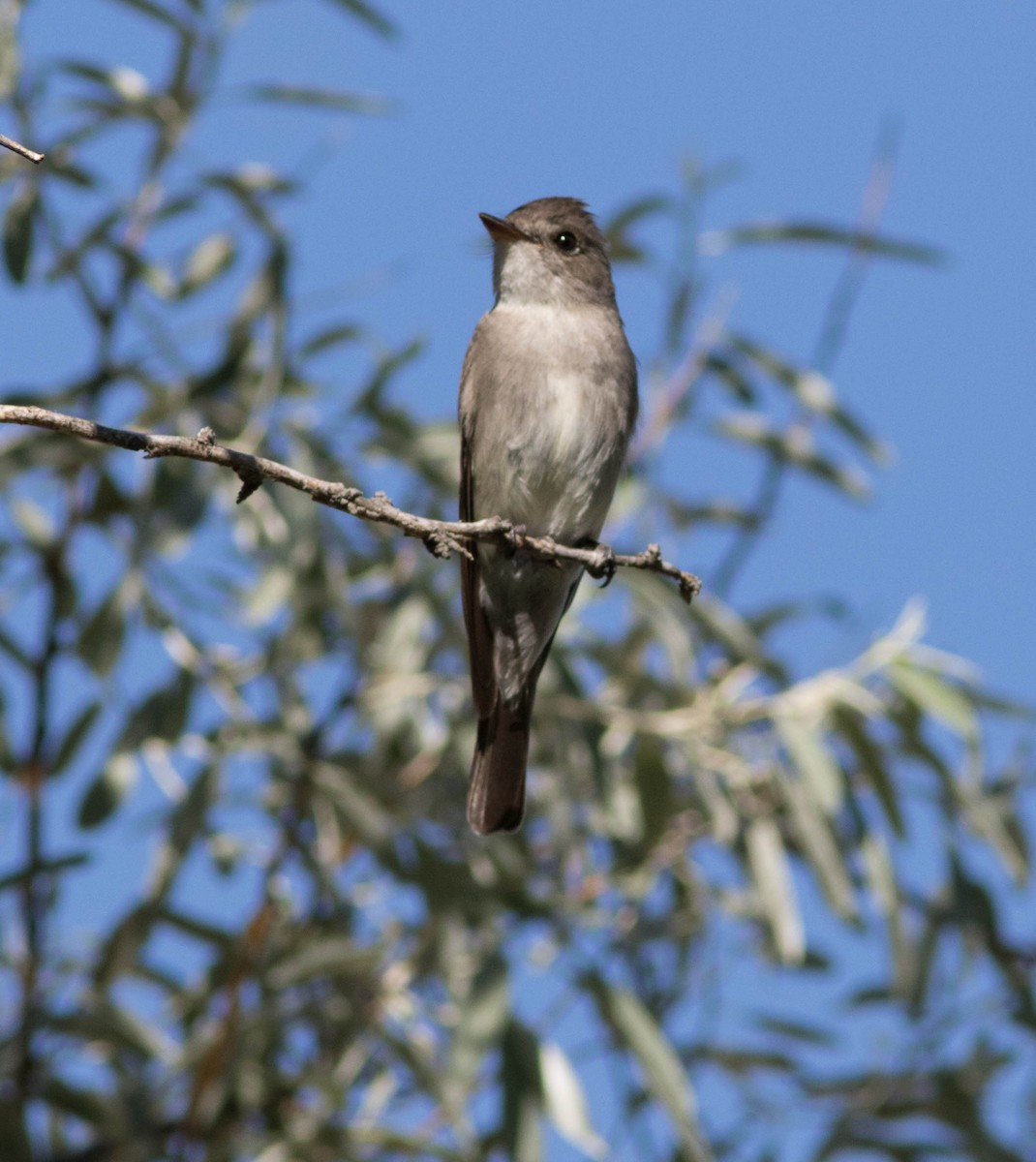 Western Wood-Pewee - ML34152101