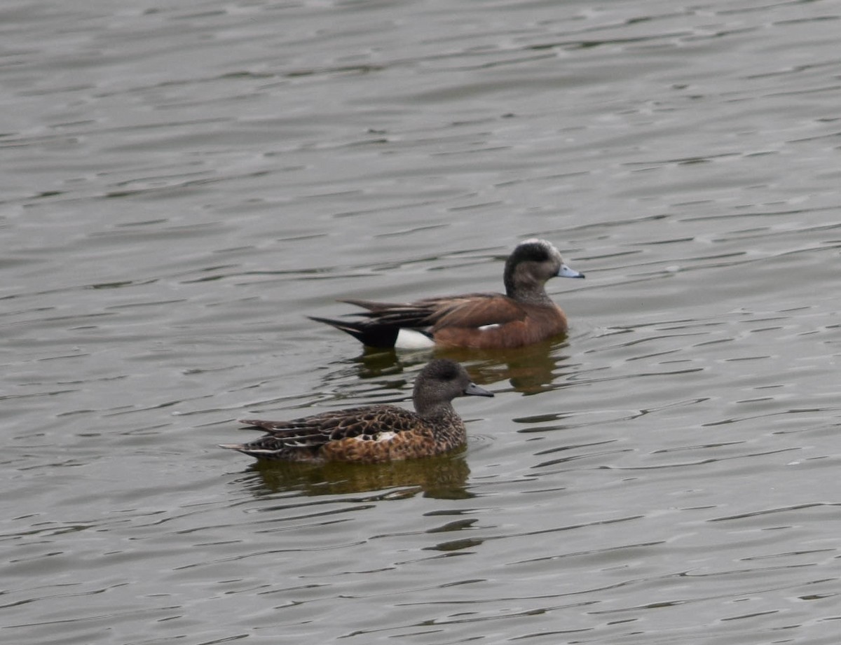American Wigeon - Russell Rytter
