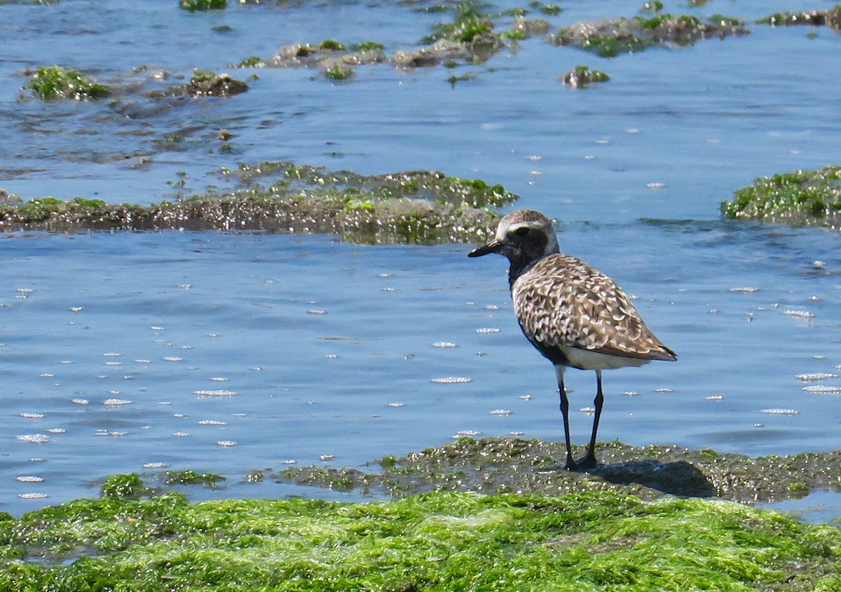 Black-bellied Plover - Juan Pérez