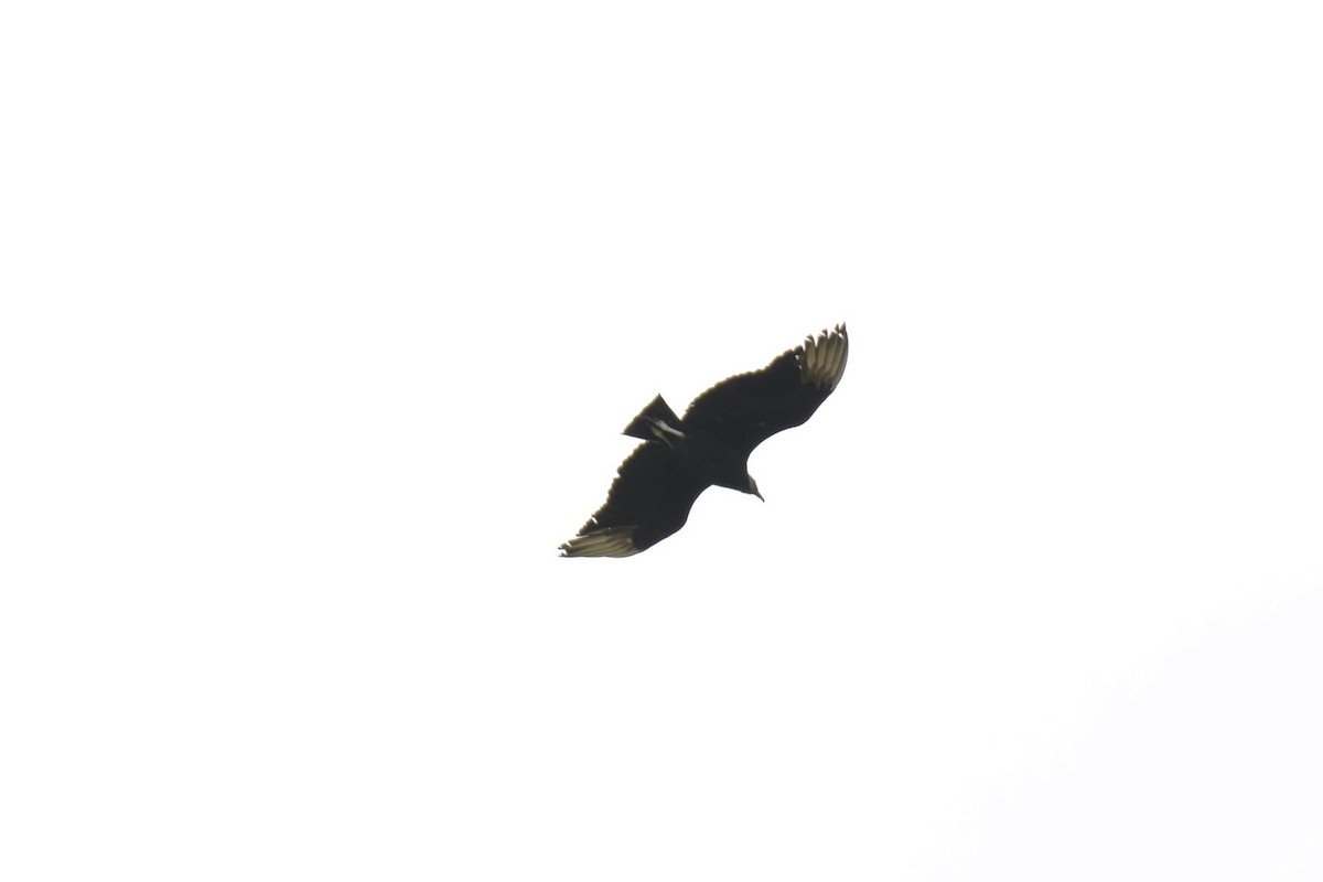 Black Vulture - ML341524981