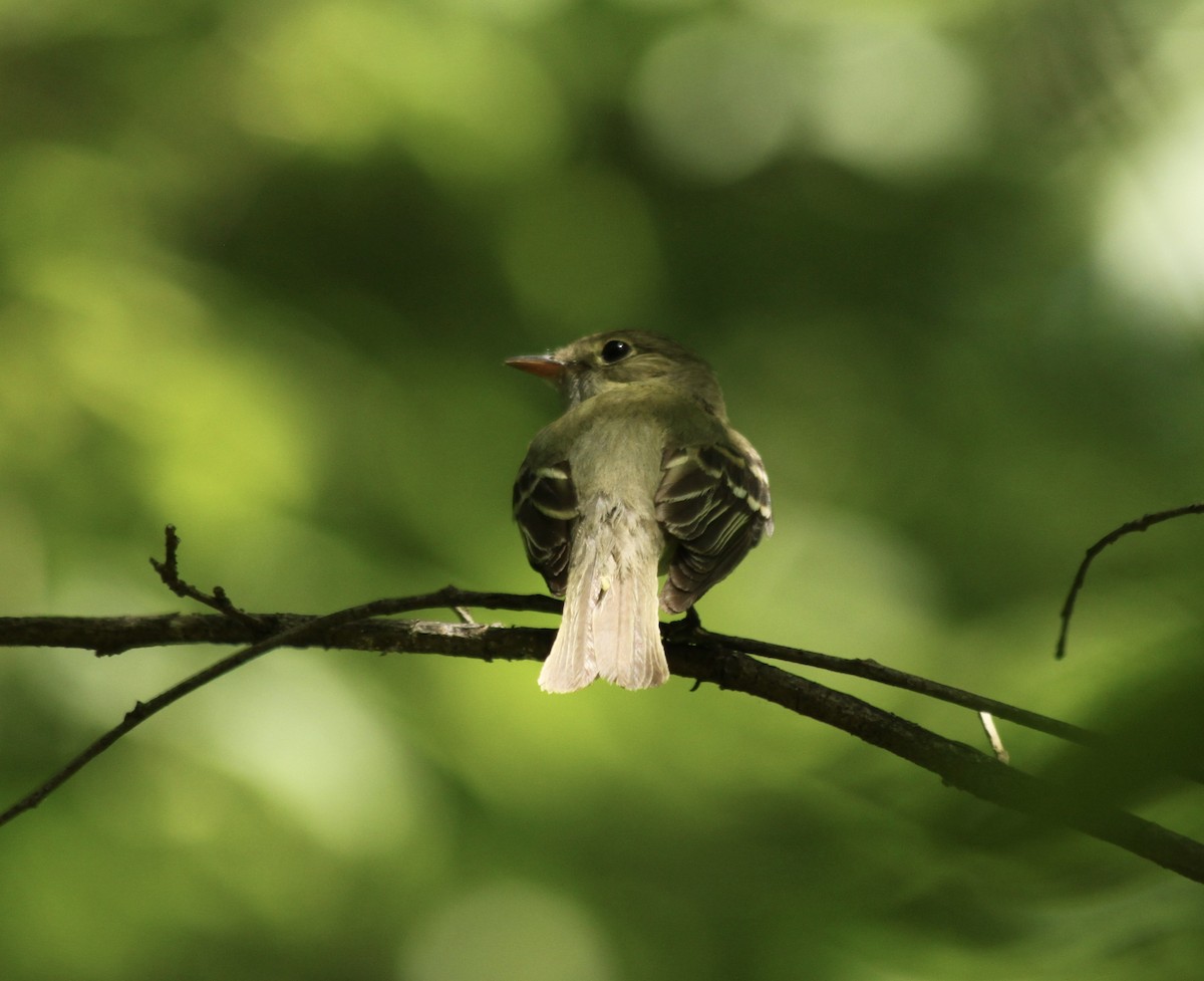 Acadian Flycatcher - ML341525421