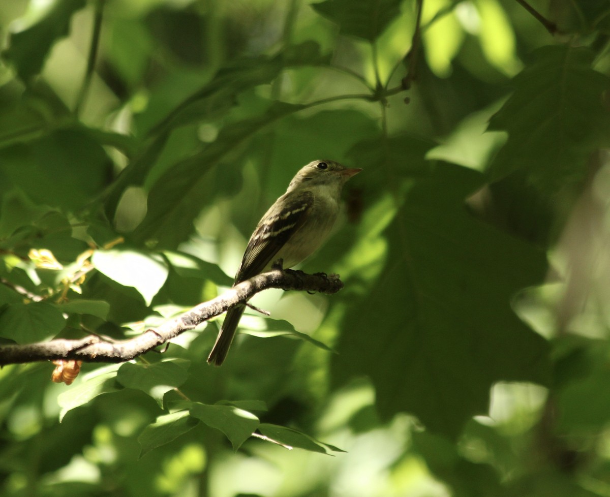 Acadian Flycatcher - ML341525491