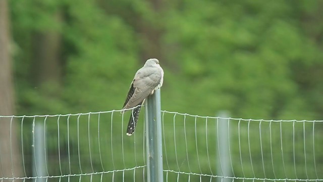 Common Cuckoo - ML341526081