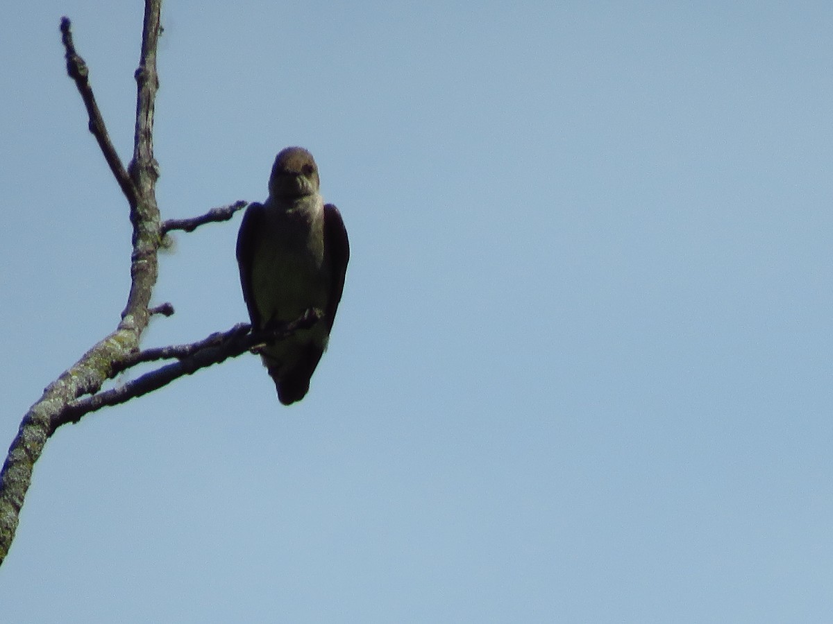 Northern Rough-winged Swallow - ML341526201