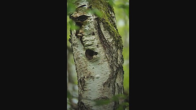 Great Spotted Woodpecker - ML341526391