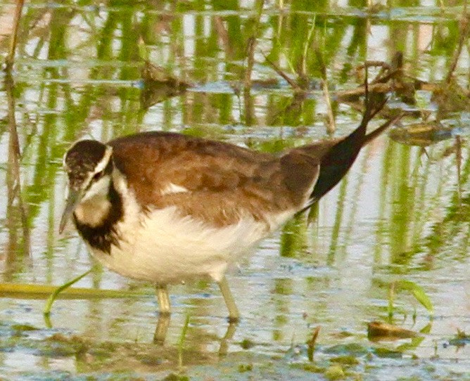 Pheasant-tailed Jacana - ML341527401