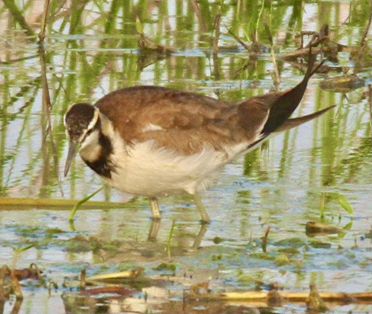 Pheasant-tailed Jacana - ML341527421