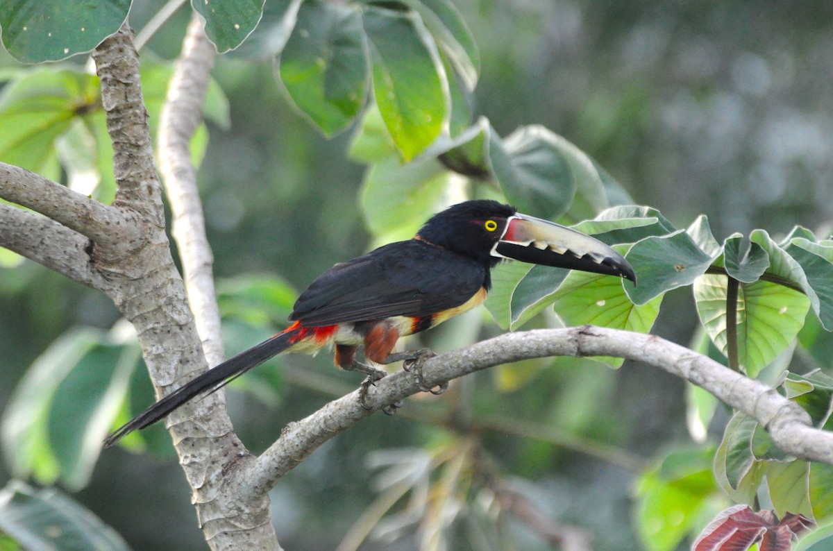 Collared Aracari (Collared) - ML34153021