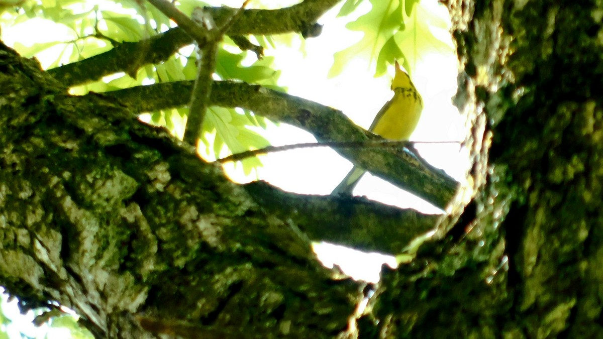 Canada Warbler - ML341530771