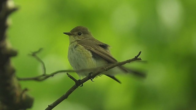 Red-breasted Flycatcher - ML341531291