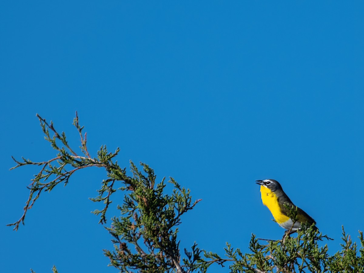 Yellow-breasted Chat - ML341531601