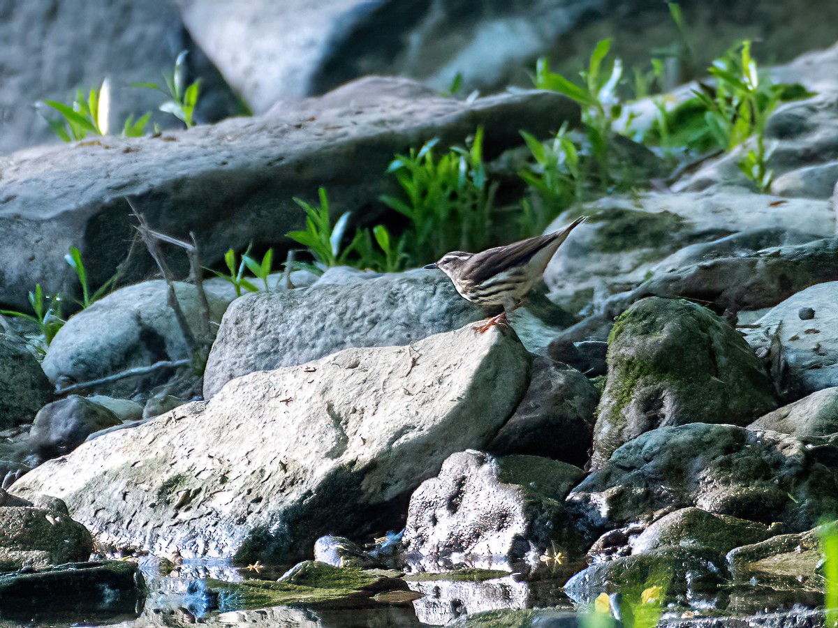 Louisiana Waterthrush - ML341531651