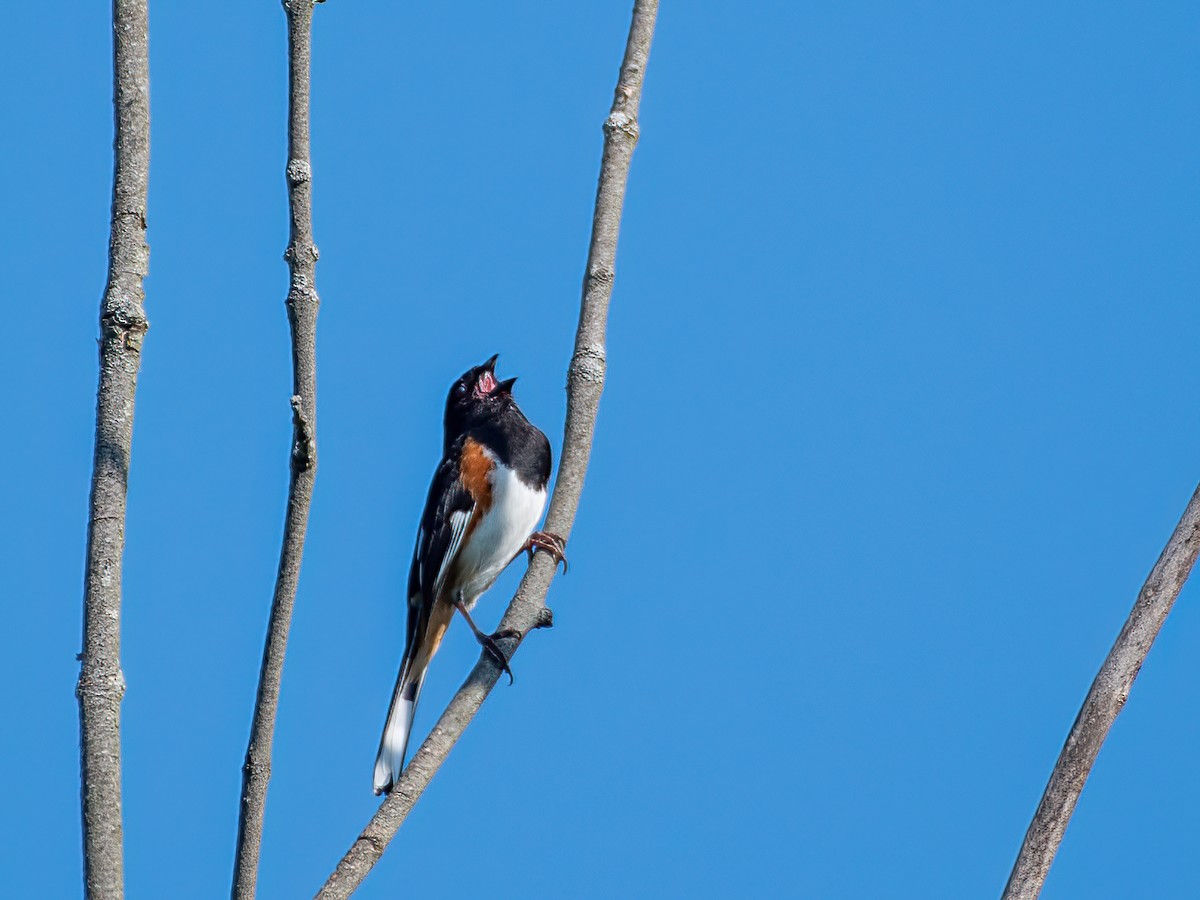 Eastern Towhee - ML341531761