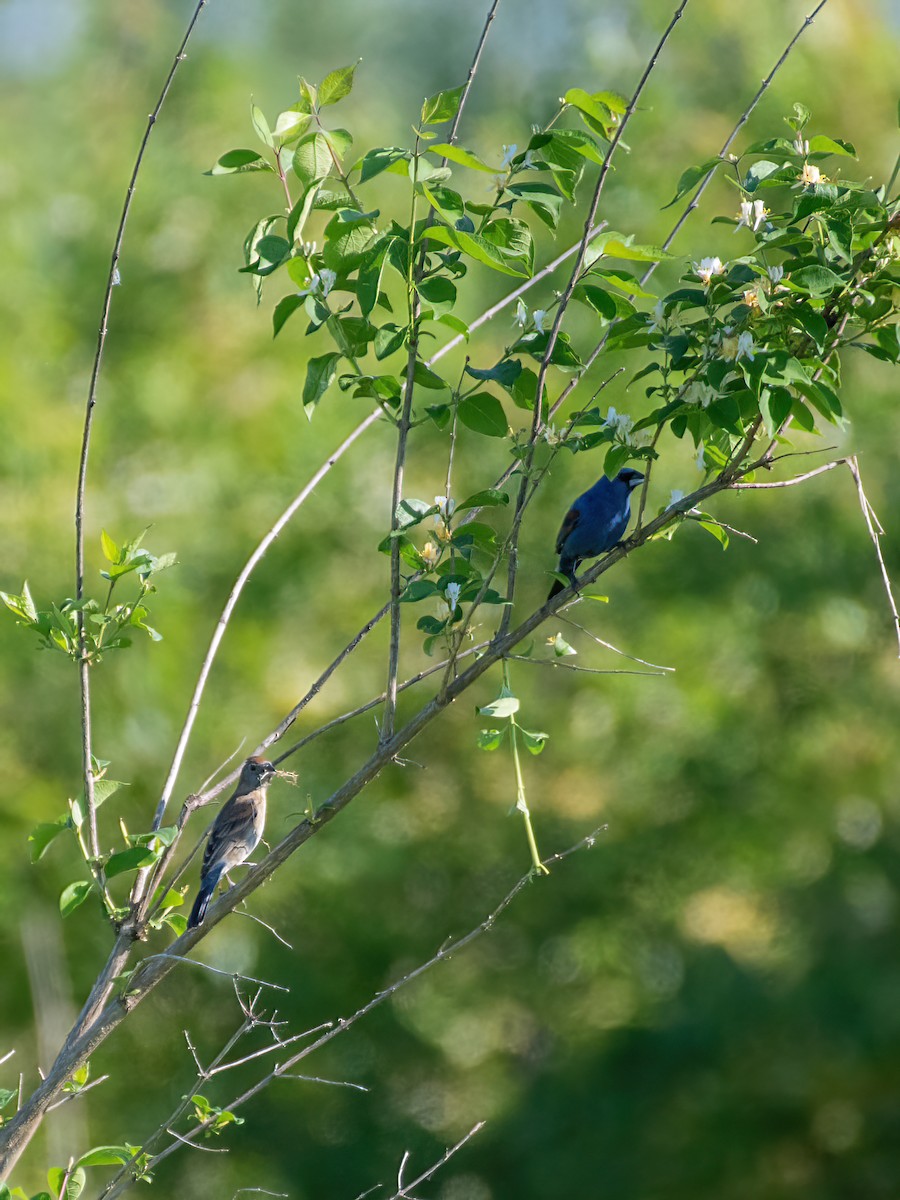 Blue Grosbeak - ML341531831