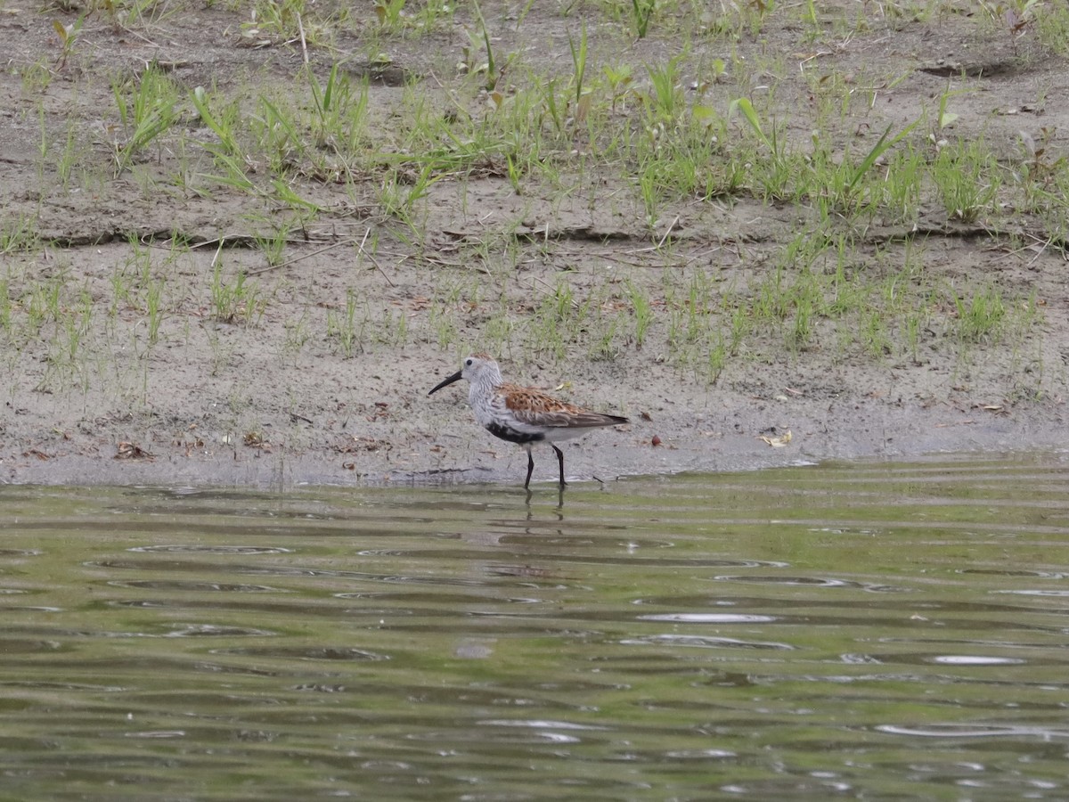 Dunlin - Ryan Andrew