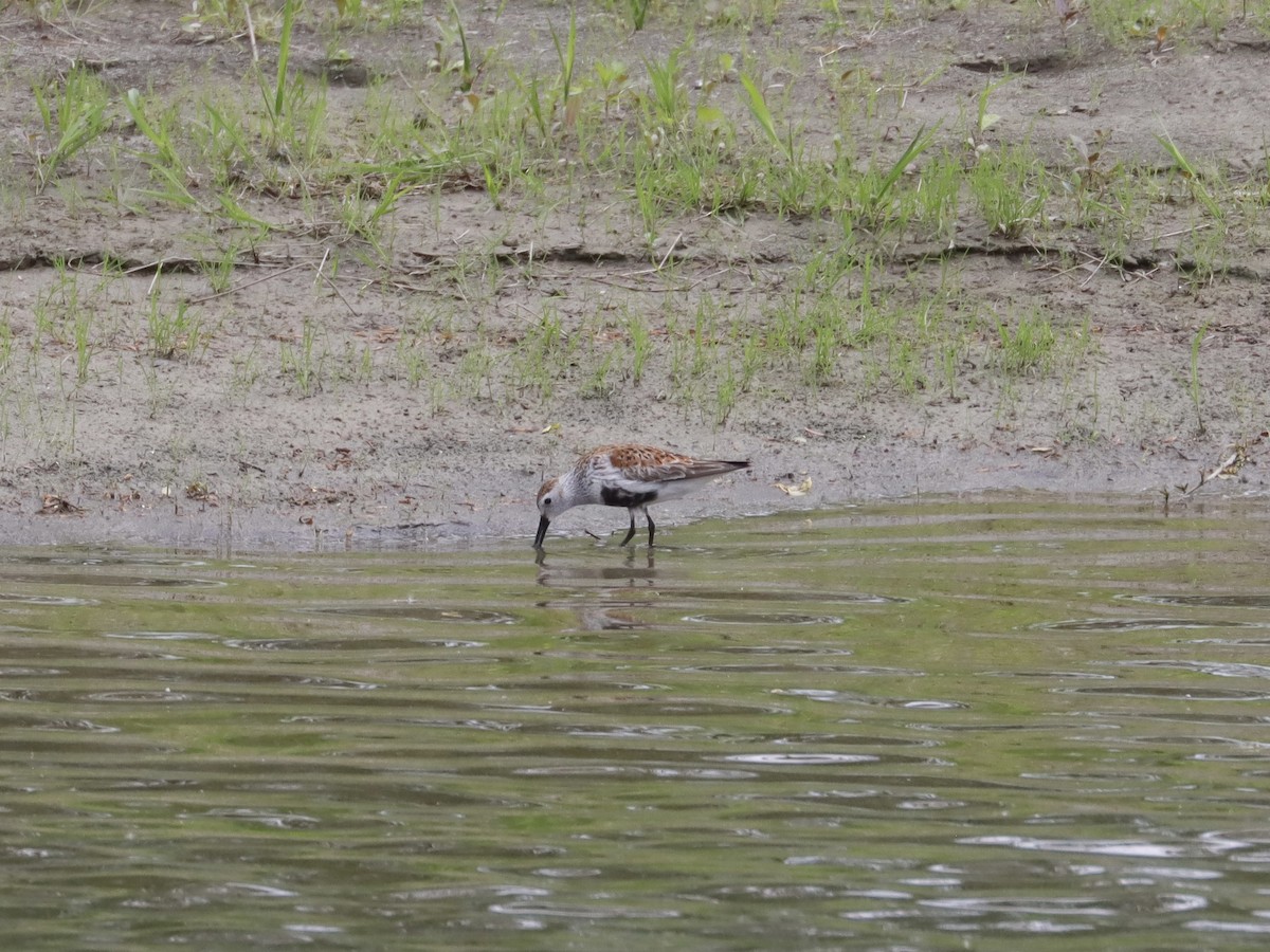 黑腹濱鷸 - ML341531941