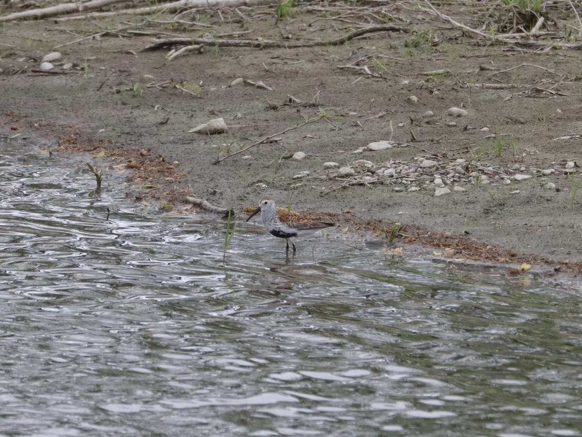 Dunlin - ML341531971