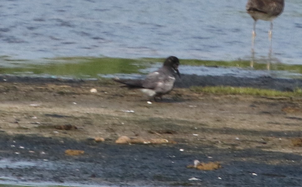 Black Tern - ML341532531