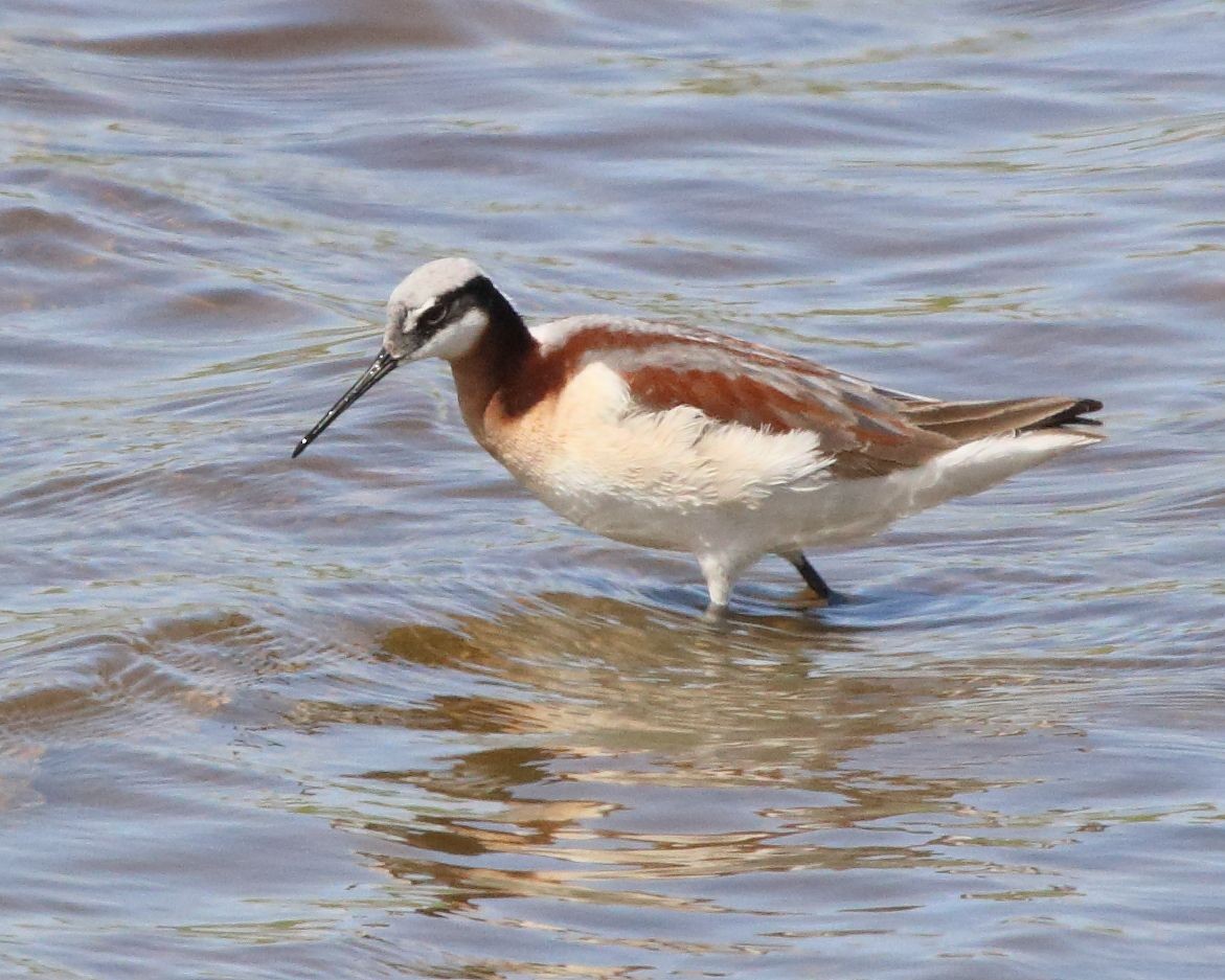 Phalarope de Wilson - ML341533601
