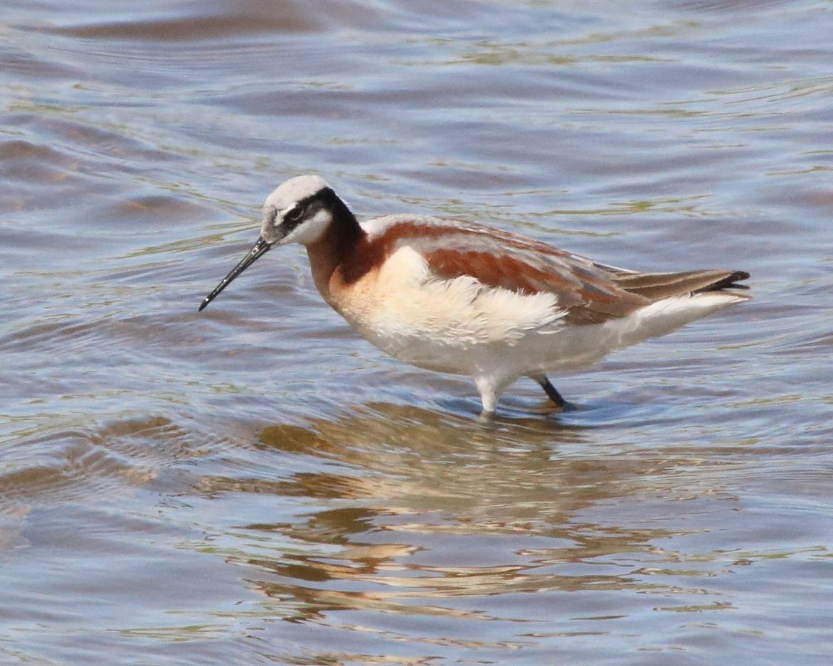 Wilson's Phalarope - ML341533601