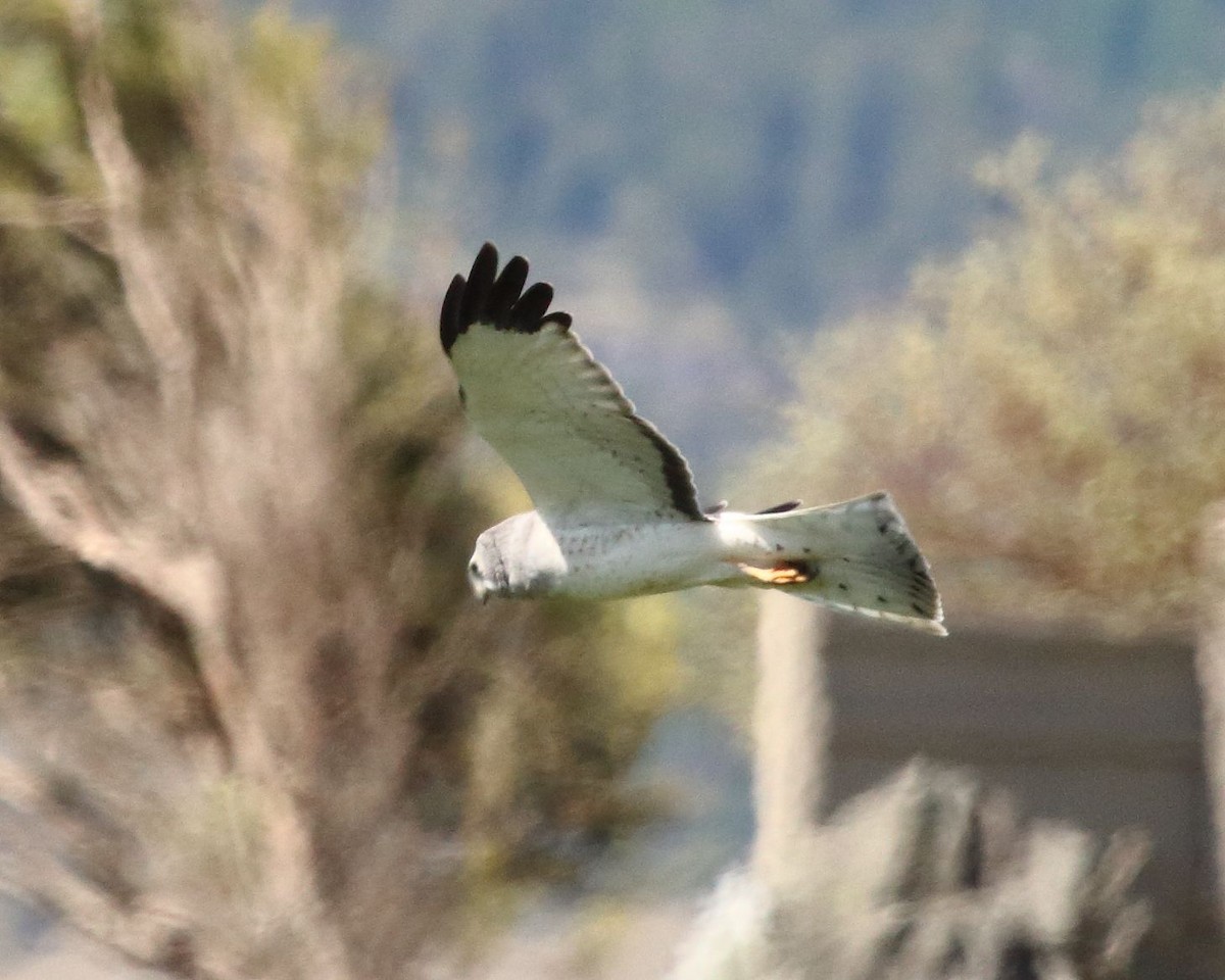 Northern Harrier - ML341533681