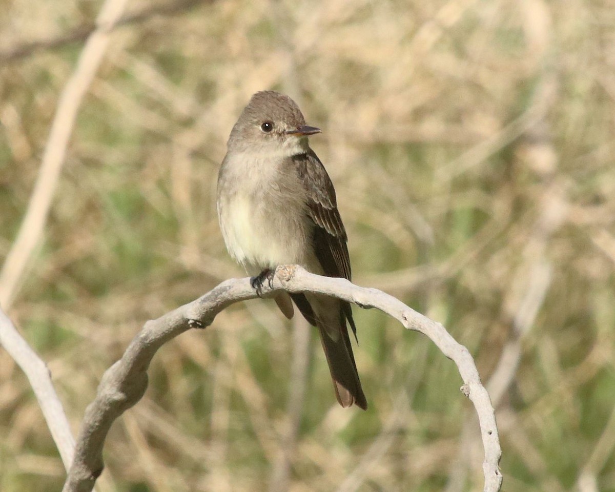 Western Wood-Pewee - ML341533811