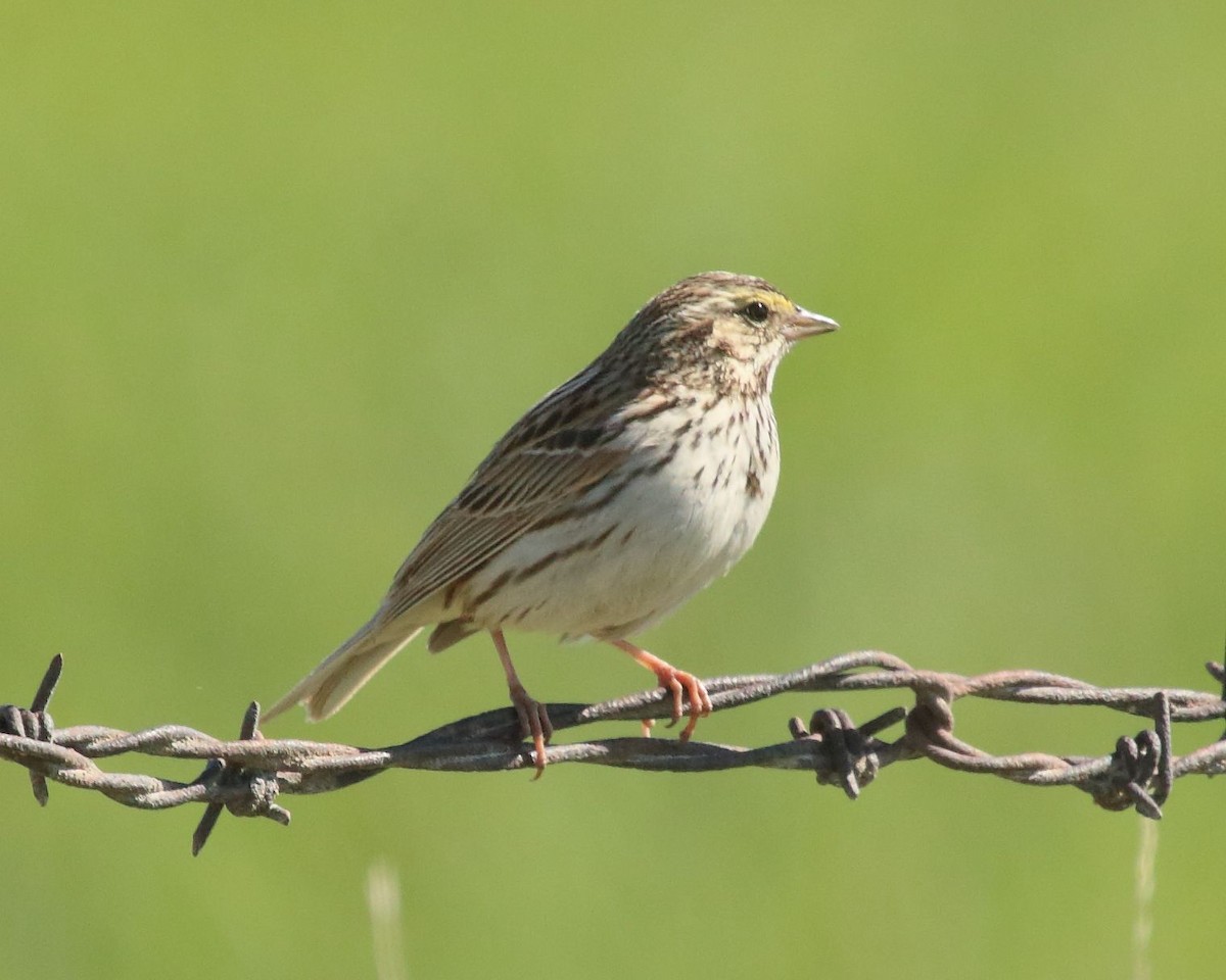 Savannah Sparrow - Bob Starks