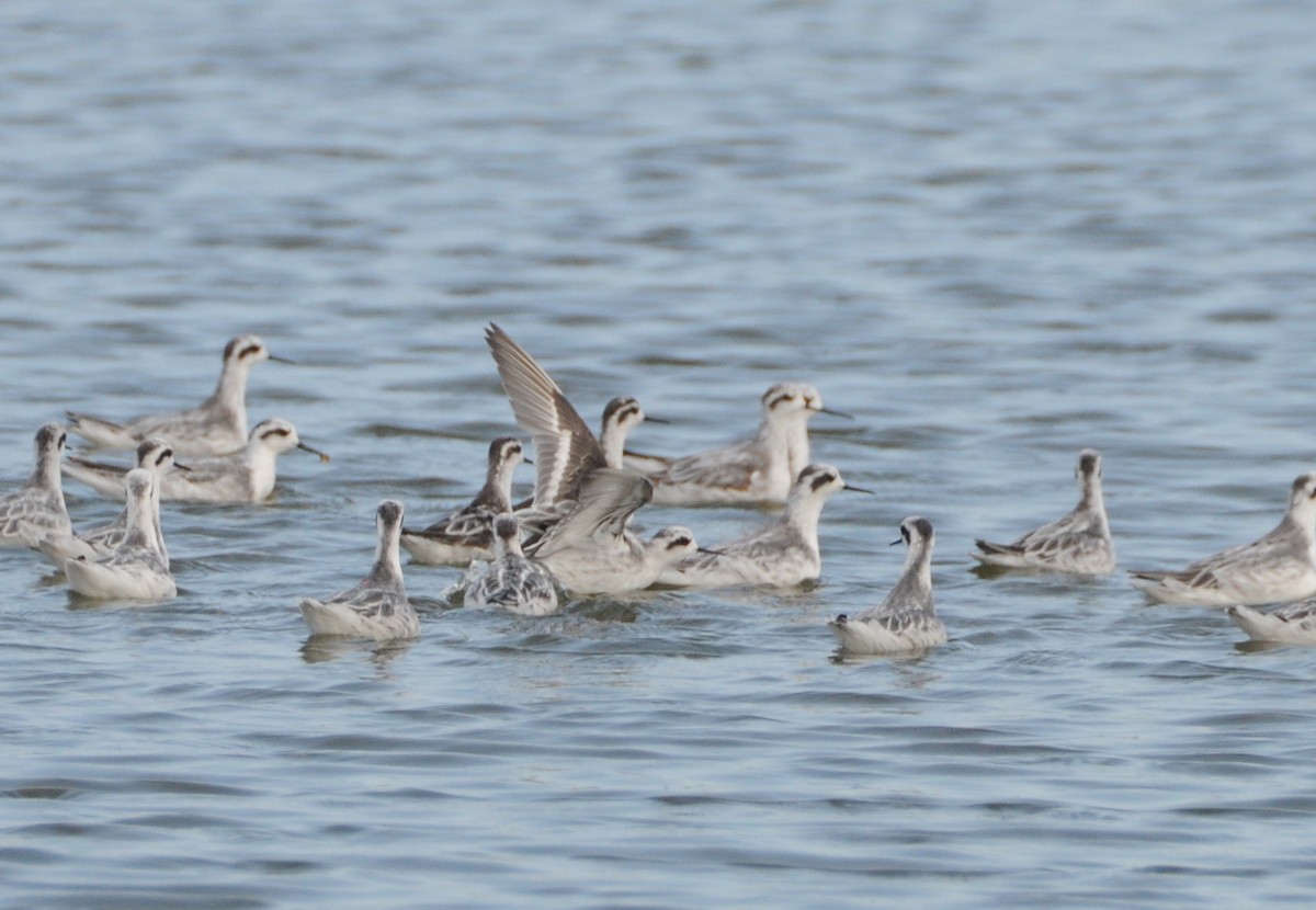 紅領瓣足鷸 - ML341534191