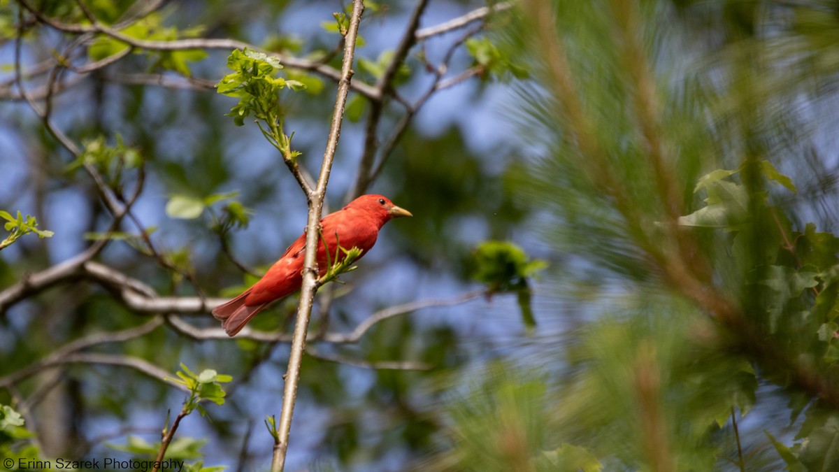 sommerpiranga - ML341534561
