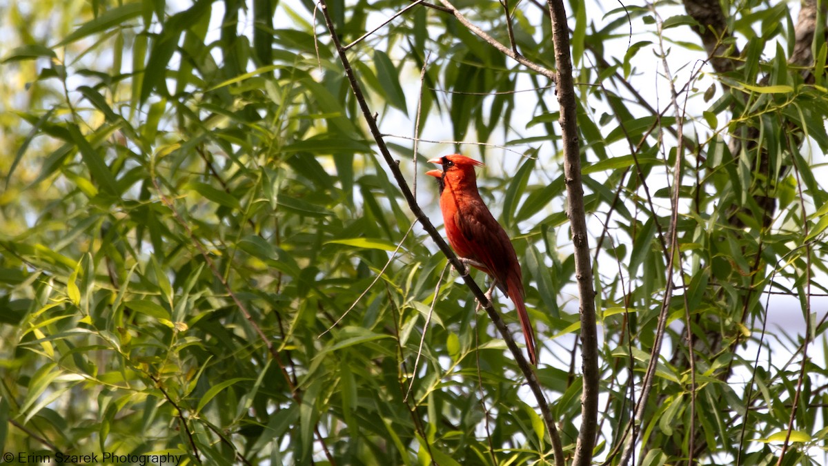 Northern Cardinal - ML341534581