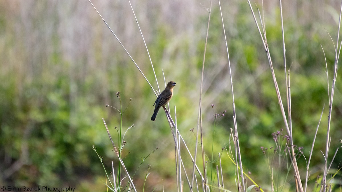 Indigo Bunting - ML341534651