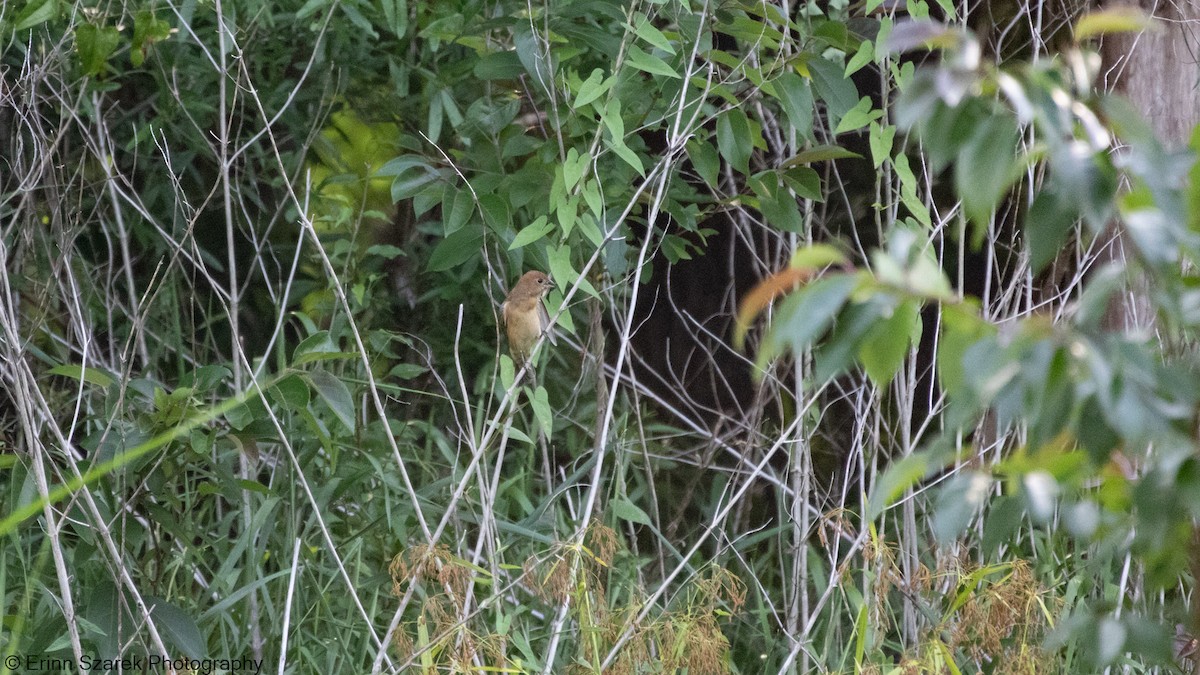Indigo Bunting - ML341534701