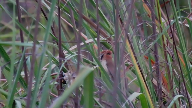 Spot-breasted Parrotbill - ML341537641