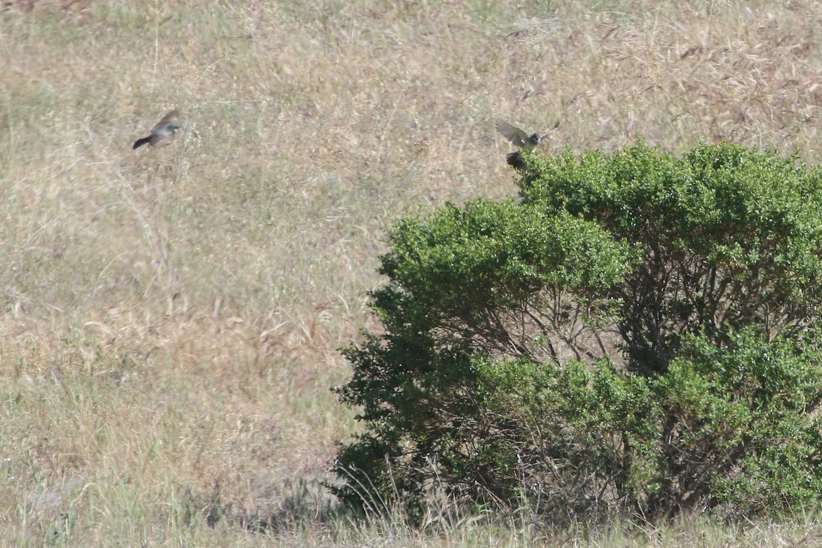 Cassin's Kingbird - ML341537751