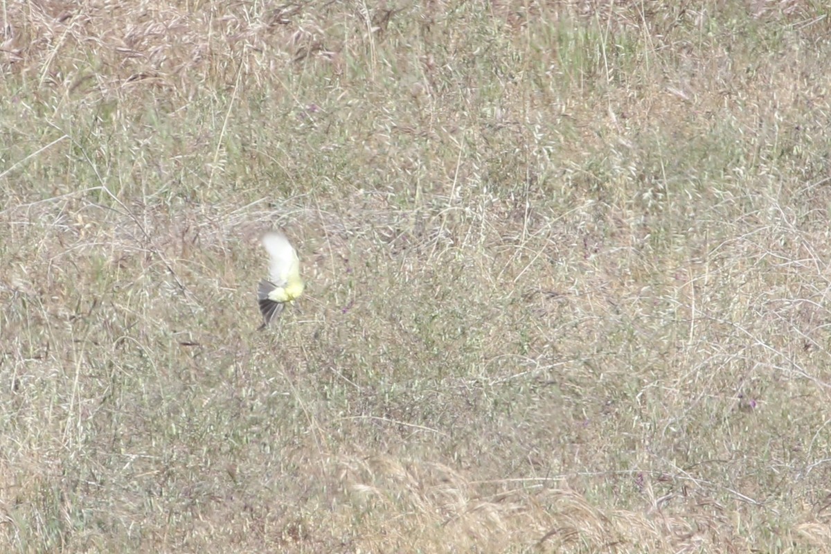 Cassin's Kingbird - ML341537791