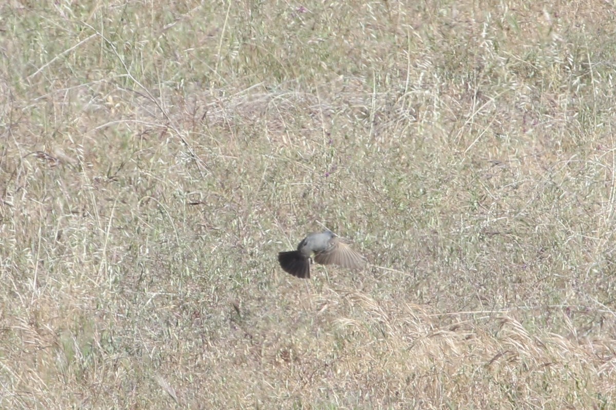Cassin's Kingbird - ML341537801