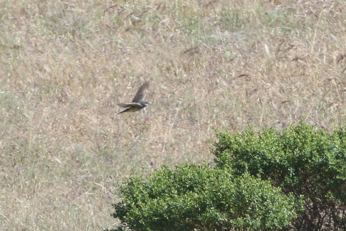 Cassin's Kingbird - ML341537831