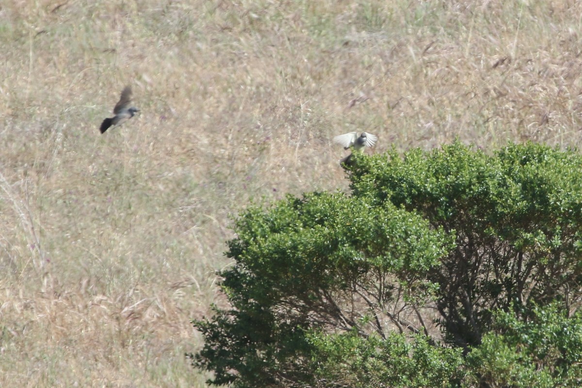 Cassin's Kingbird - ML341537841