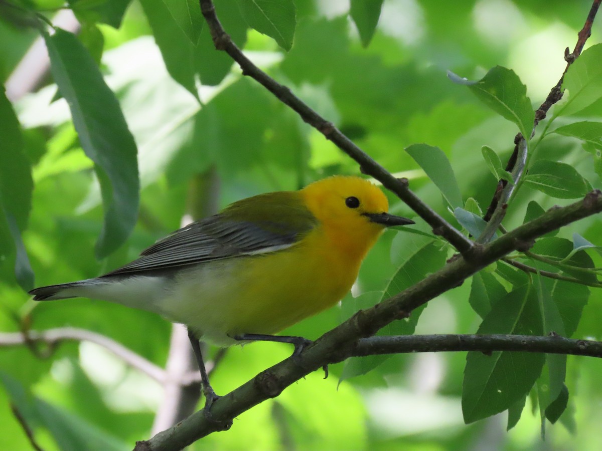 Prothonotary Warbler - ML341538881