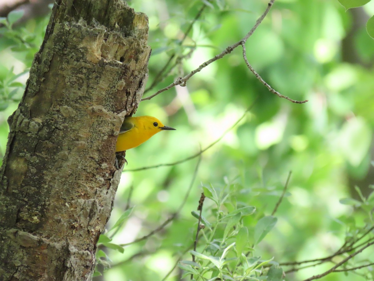 Prothonotary Warbler - ML341538931
