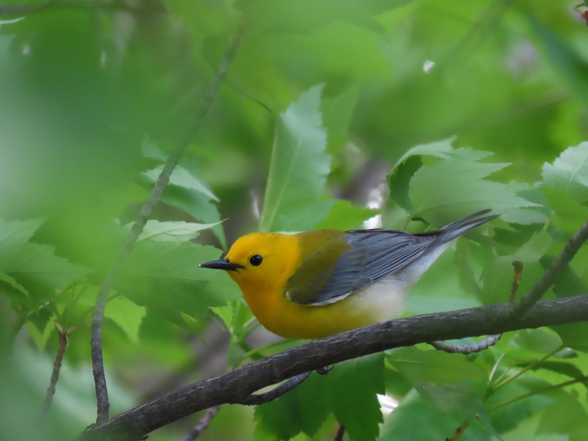 Prothonotary Warbler - ML341538941