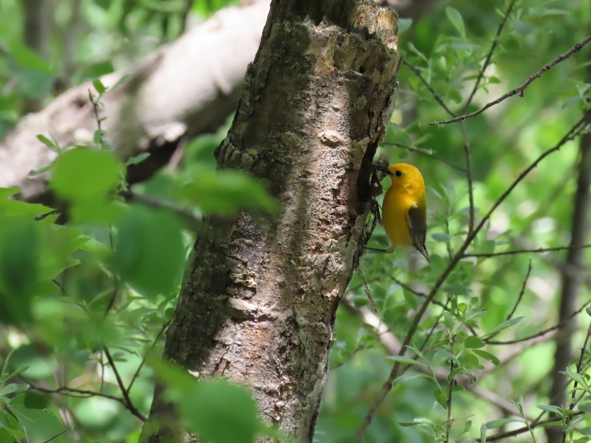 Prothonotary Warbler - ML341538951