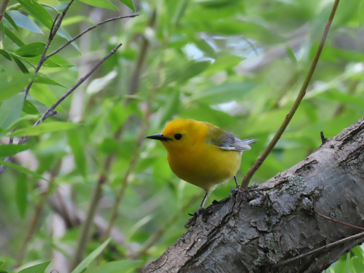 Prothonotary Warbler - ML341538961