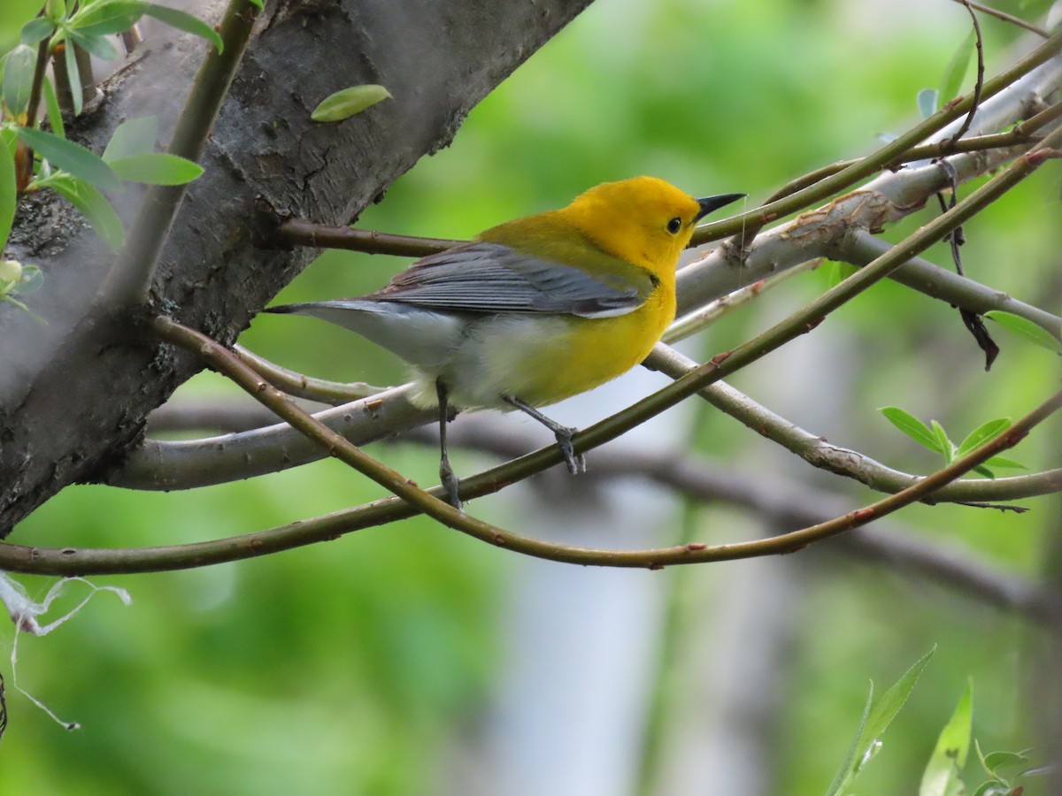 Prothonotary Warbler - ML341539001