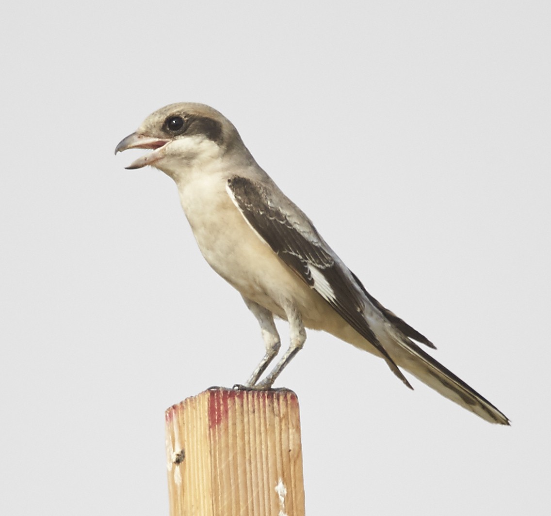 Lesser Gray Shrike - ML34154001