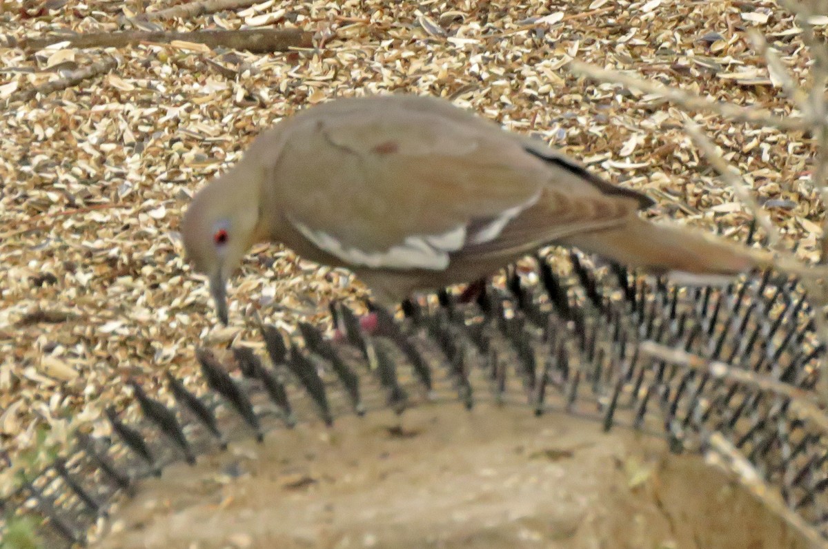 White-winged Dove - ML341540591