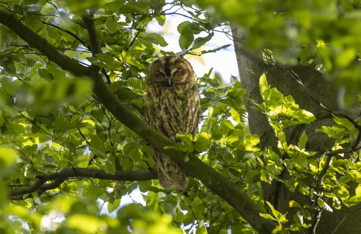 Tawny Owl - ML341541911