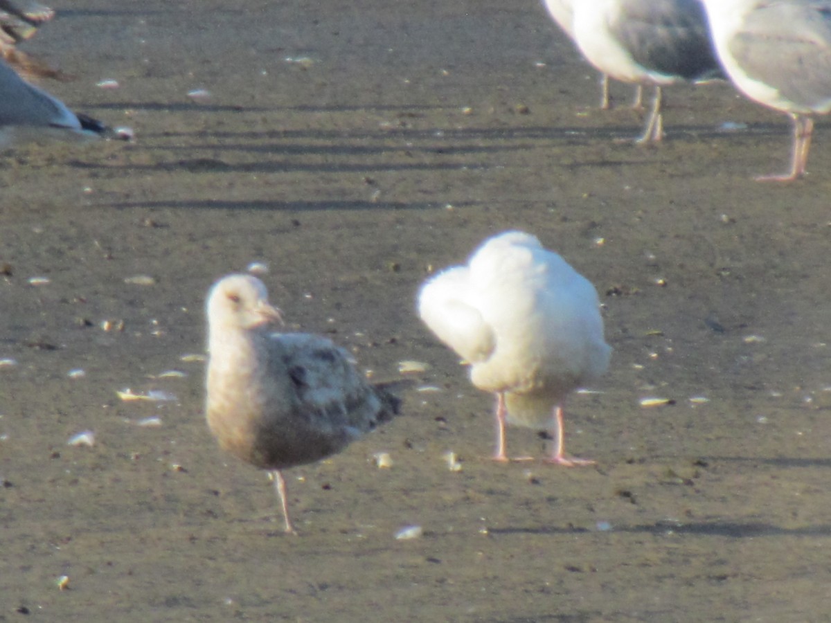 Glaucous Gull - ML341542181