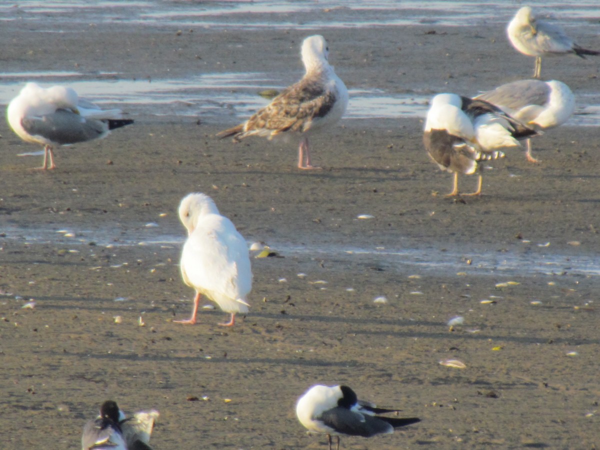 Glaucous Gull - ML341542211